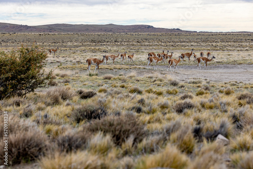 Fototapeta Naklejka Na Ścianę i Meble -  Herd of Guanacos in the Parque Patagonia in Argentina, South America