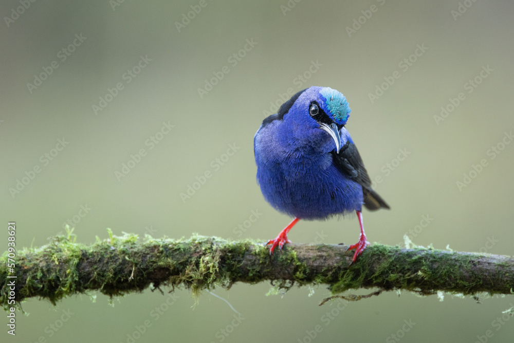 Obraz premium The red-legged honeycreeper (Cyanerpes cyaneus) is a small songbird species in the tanager family (Thraupidae). It is found in the tropical New World from southern Mexico south to Peru, Bolivia.