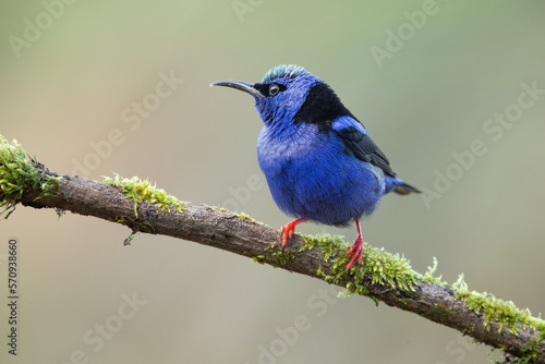 The red-legged honeycreeper (Cyanerpes cyaneus) is a small songbird species in the tanager family (Thraupidae). It is found in the tropical New World from southern Mexico south to Peru, Bolivia.