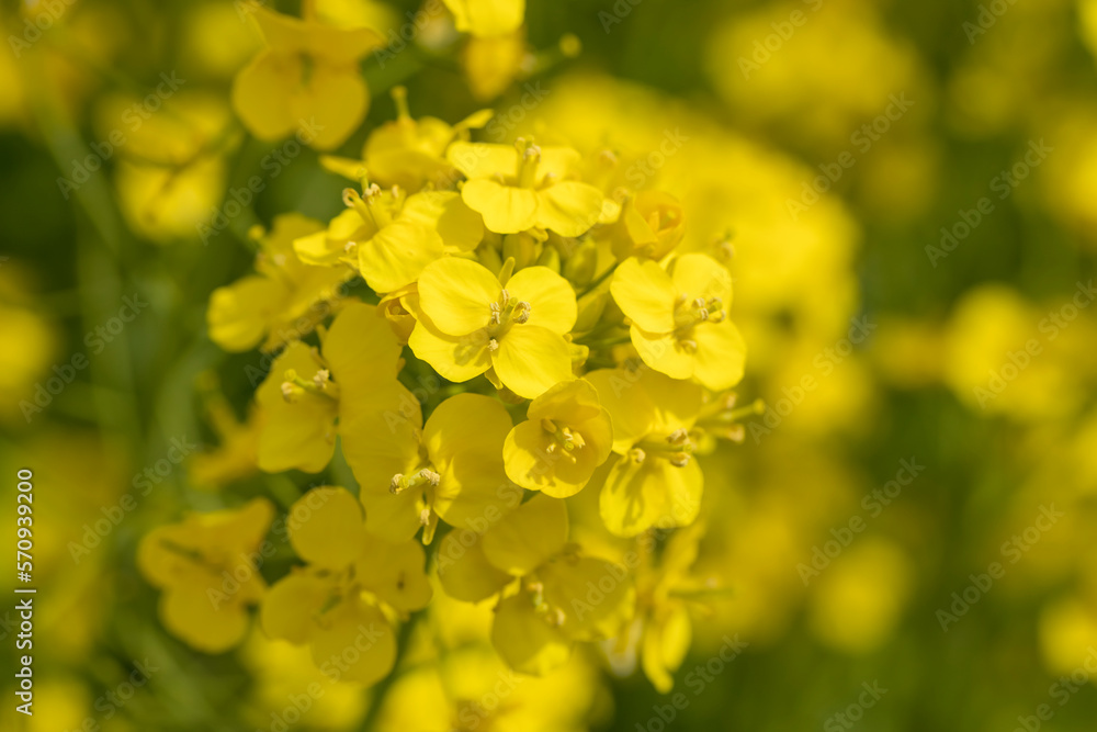 菜の花畑に咲いた花 菜の花畑に咲いた花
