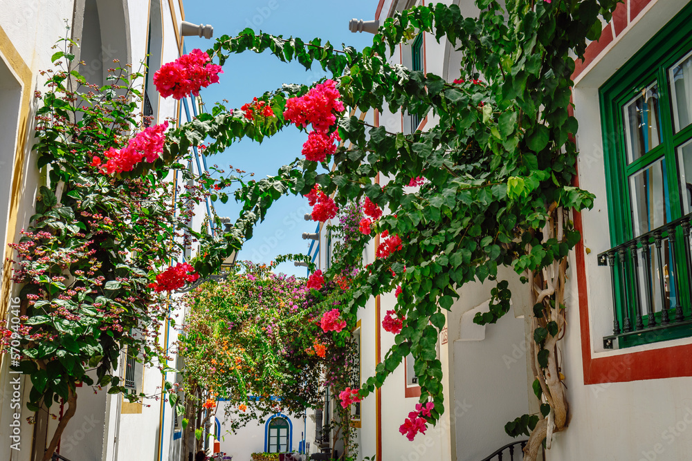 Obraz premium Bougainvillea flowers growing in the streets of Puerto de Mogan. Gran Canaria, Spain