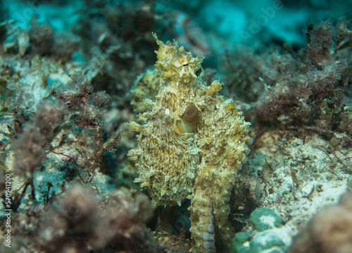 Octopus  skin structure, Mauritius, Indian ocean