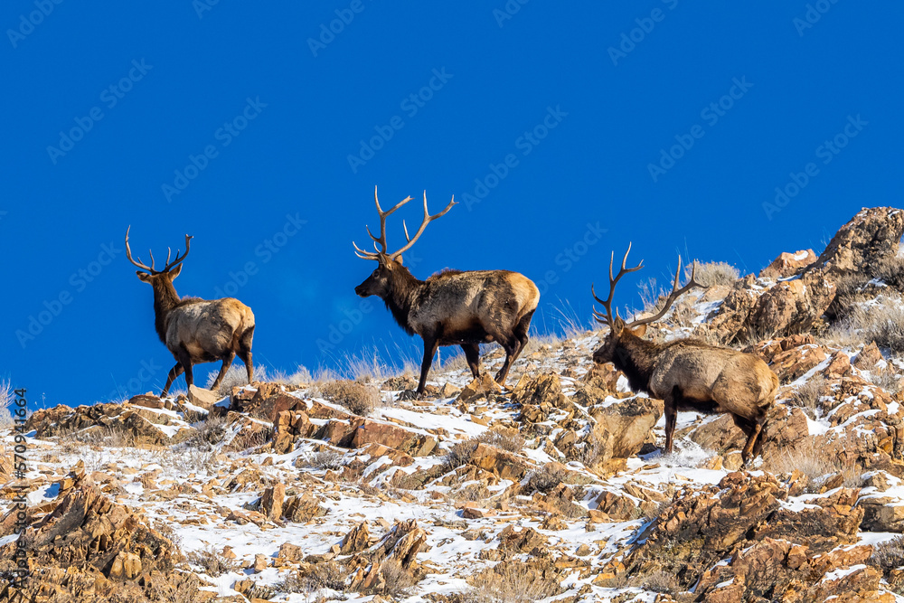 Elks on trails of Cannon Pointe mountain in Salt Lake City Elks on trails of Cannon Pointe mountain in Salt Lake City