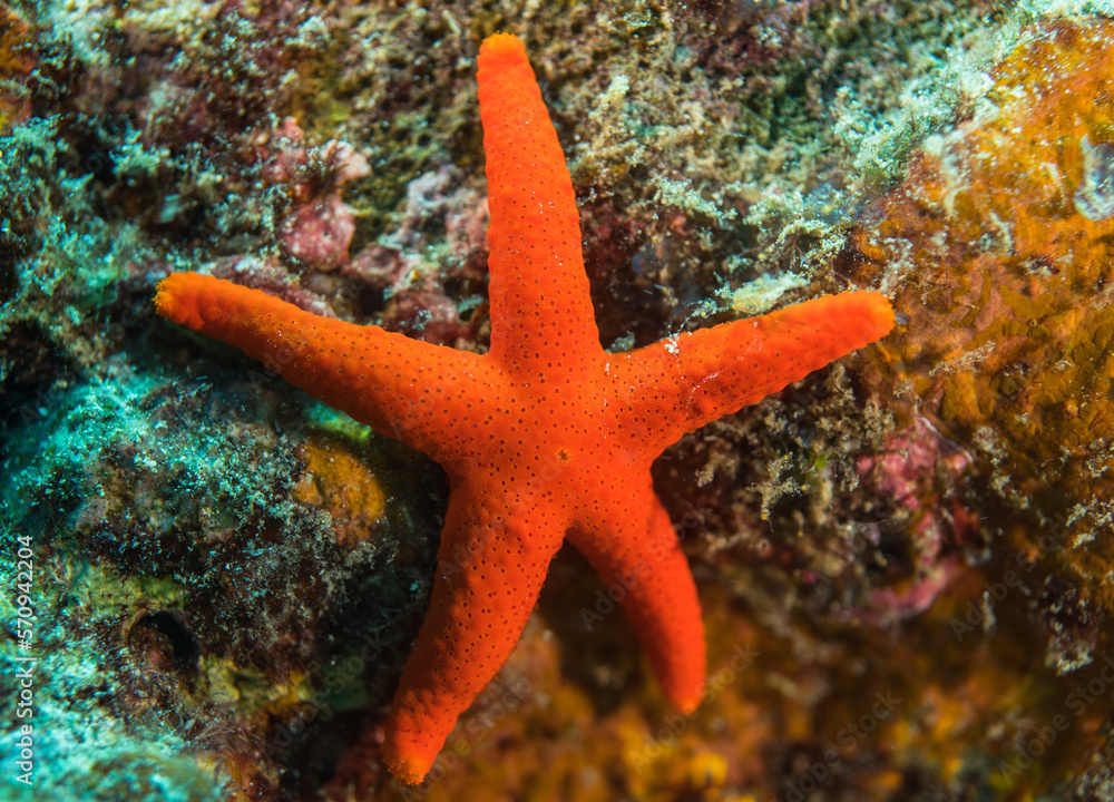Red Sea star on a coral, Mauritius, Indian ocean Red Sea star on a coral, Mauritius, Indian ocean