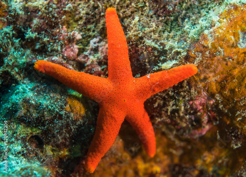 Red Sea star on a coral  Mauritius  Indian ocean