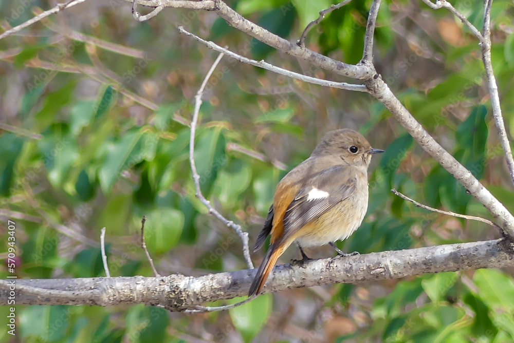 冬の公園で　ジョウビタキのメス