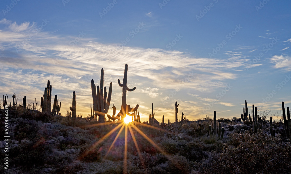 Sunstar Sunburst Behind A Saguaro Cactus At Sunrise Time In Arizona