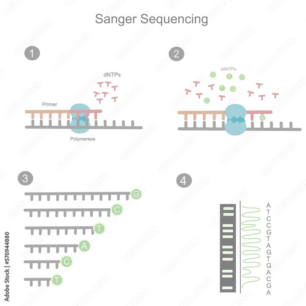 The workflow of Sanger sequencing in the first generation for investigating the DNA sequence of target sample that represent in four simple steps.