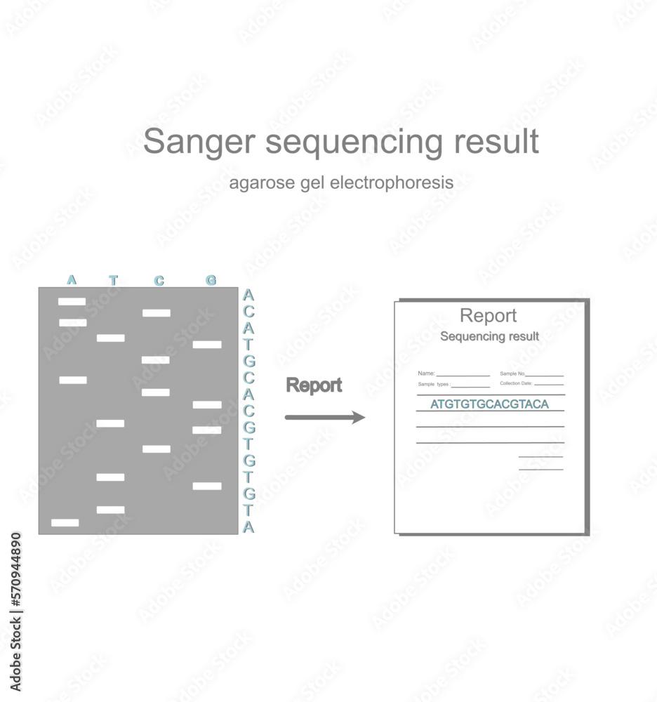 The concept picture of sequencing result report of DNA sequence after ...