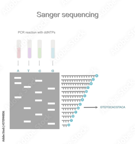 The overall process of Sanger Sequencing technique that including important step: PCR reaction with ddNTPs, separated DNA fragment products by gel electrophoresis and interpretation of DNA sequence.