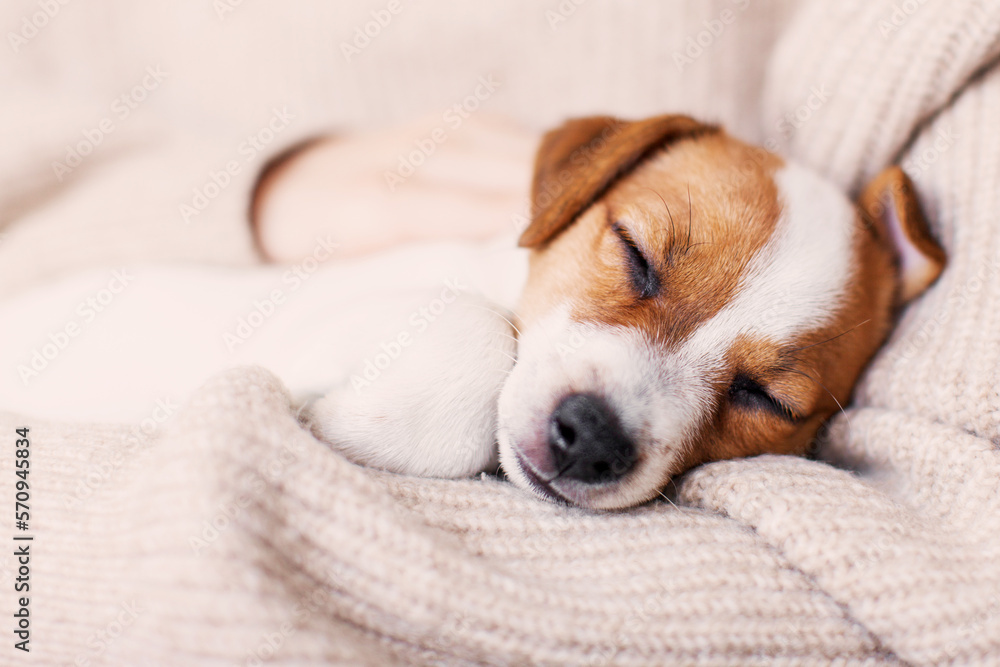 Little puppy is lying in the arms of the owner Little puppy is lying in the arms of the owner