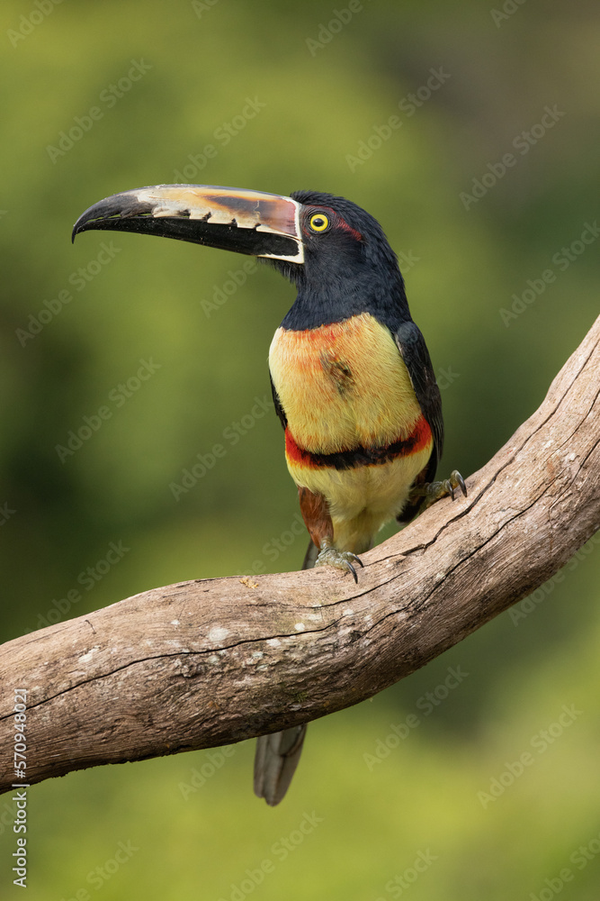 Fototapeta premium The collared aracari or collared araçari (Pteroglossus torquatus) is a near-passerine bird in the toucan family Ramphastidae. It is found from Mexico to Colombia and Venezuela.