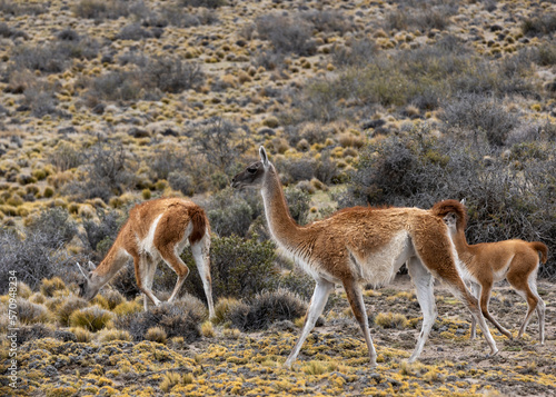 Guanacos in the Parque Patagonia in Argentina, South America
