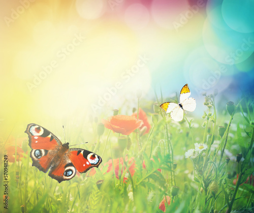 Wild flowers of clover and butterfly in a meadow in nature in the rays of sunlight in summer