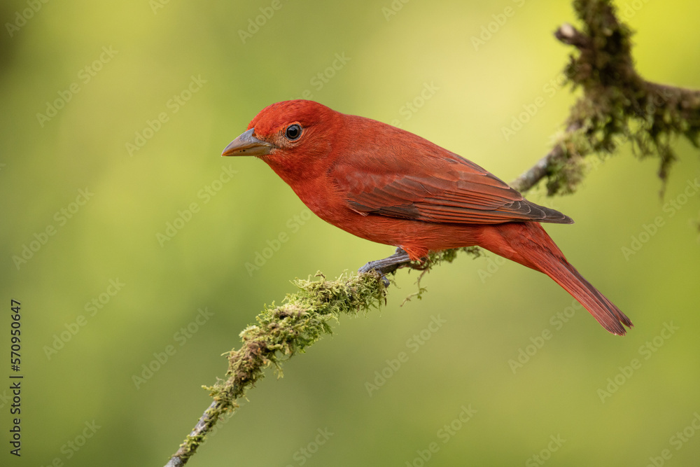 Fototapeta premium Summer Tanagers are medium-sized, chunky songbirds with big bodies and large heads. They have large, thick, blunt-tipped bills. Adult male Summer Tanagers are entirely bright red.