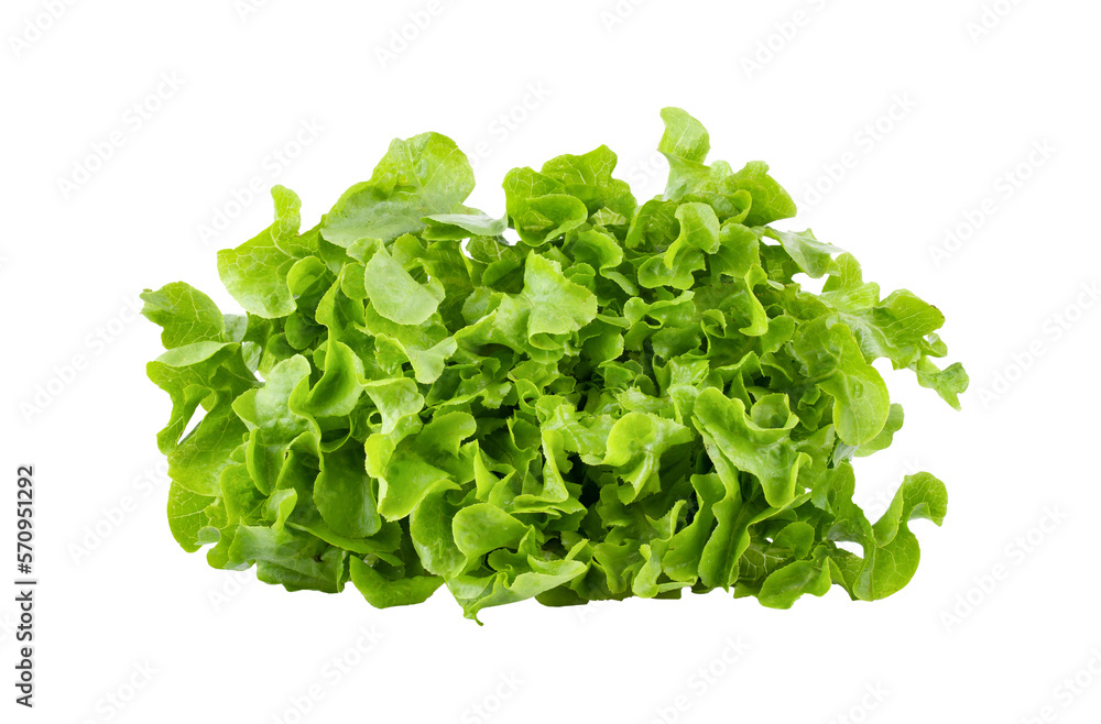 Lettuce vegatable isolated on transparent png Lettuce vegatable isolated on transparent png