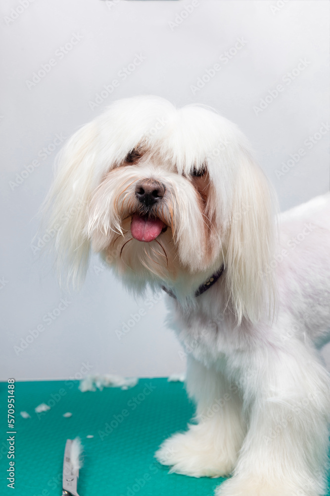 Beautiful Maltese toy dog on table in grooming salon. Beautiful Maltese toy dog on table in grooming salon.