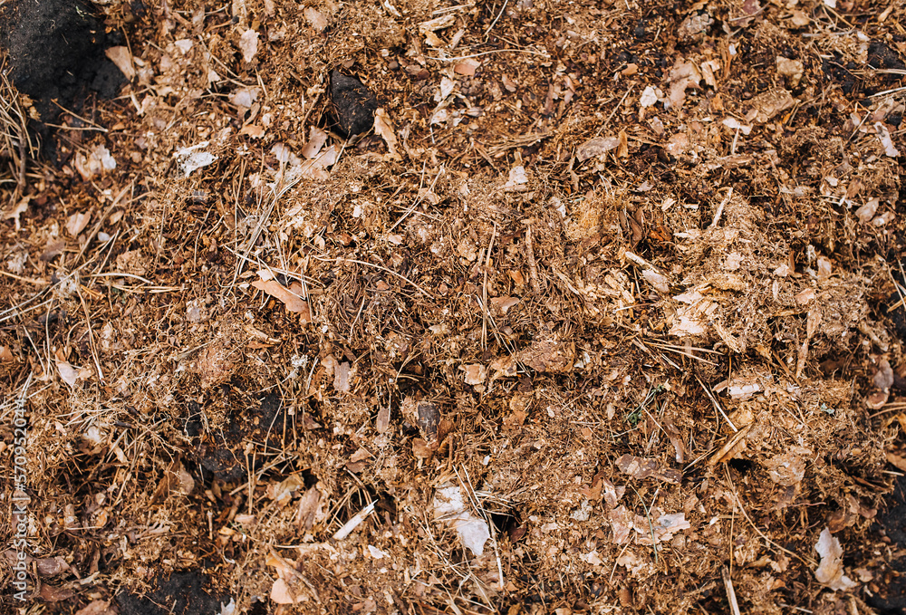 Manure, humus, fertilizer from leaves from the forest lies on the ground. Photography, nature, background, top view. Manure, humus, fertilizer from leaves from the forest lies on the ground. Photography, nature, background, top view.