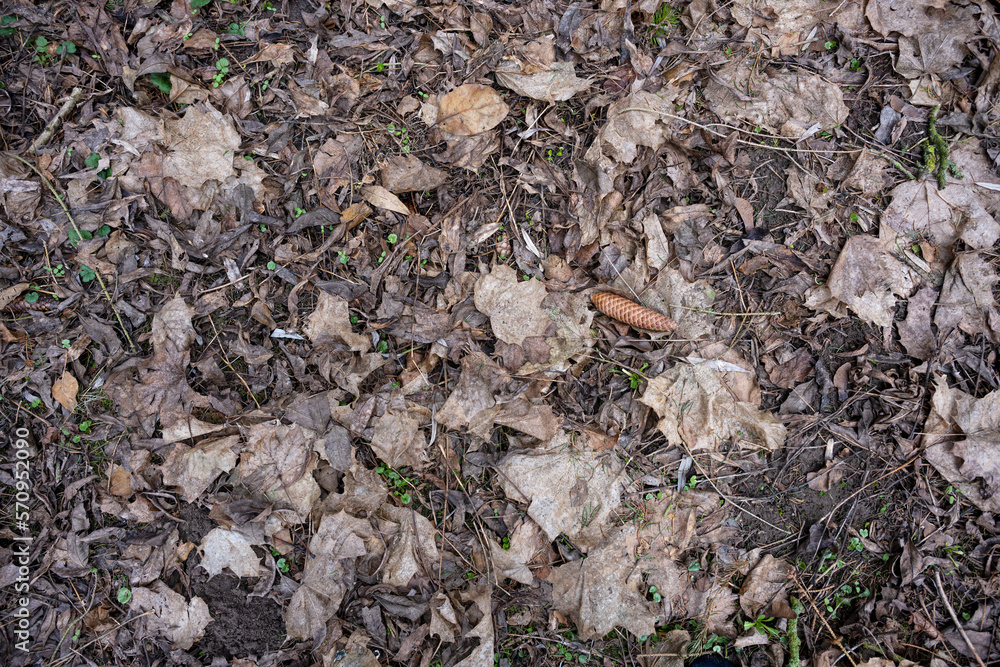 Background texture of a dark brown forest floor with dry leaves, twigs, a spruce cone and first green seedlings, concept for nature and environmental protection, copy space, high angle view from above Background texture of a dark brown forest floor with dry leaves, twigs, a spruce cone and first green seedlings, concept for nature and environmental protection, copy space, high angle view from above
