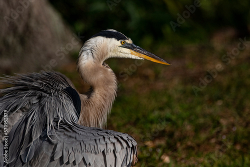 Juvenile Great Blue Heron shakes its feathers in natural portrait at wetlands in Florida