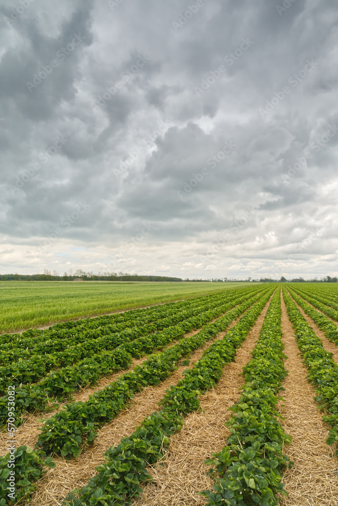 Grządki wschodzących truskawek i ich zielone liście na dużym polu uprawnym przy pochmurnej pogodzie.