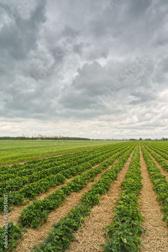 Grz  dki wschodz  cych truskawek i ich zielone li  cie na du  ym polu uprawnym przy pochmurnej pogodzie.