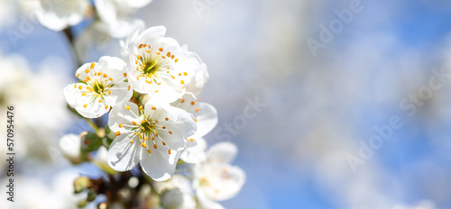 White flowers bloom in the trees. Spring landscape with blooming sakura tree. Beautiful blooming garden on a sunny day. Copy space for text.