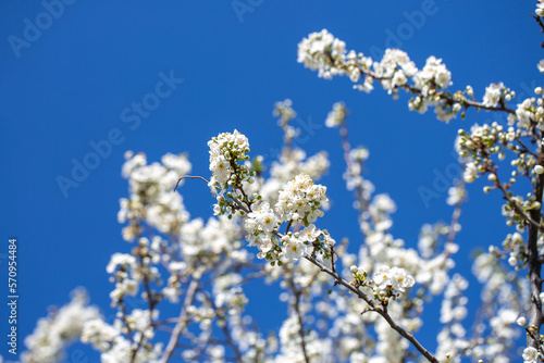 White flowers bloom in the trees. Spring landscape with blooming sakura tree. Beautiful blooming garden on a sunny day. Copy space for text. © Vera