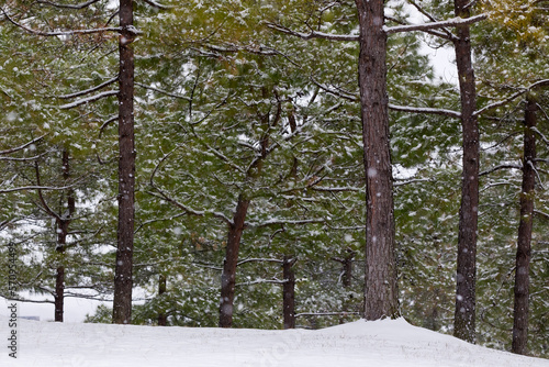 Winter Snow Scene photo