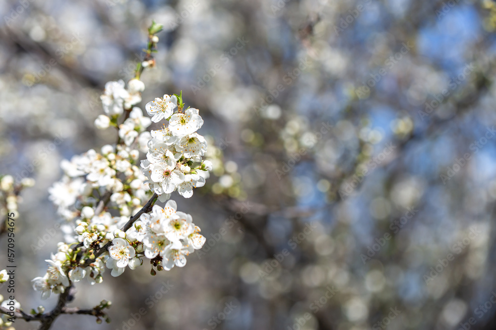 White flowers bloom in the trees. Spring landscape with blooming sakura tree. Beautiful blooming garden on a sunny day. Copy space for text. White flowers bloom in the trees. Spring landscape with blooming sakura tree. Beautiful blooming garden on a sunny day. Copy space for text.
