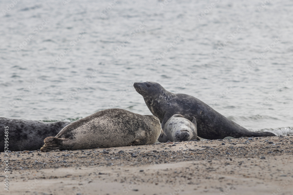 Fototapeta premium Phoca vitulina - Harbor Seal - on the beach and in the sea on the island of Dune in Germany. Wild foto.