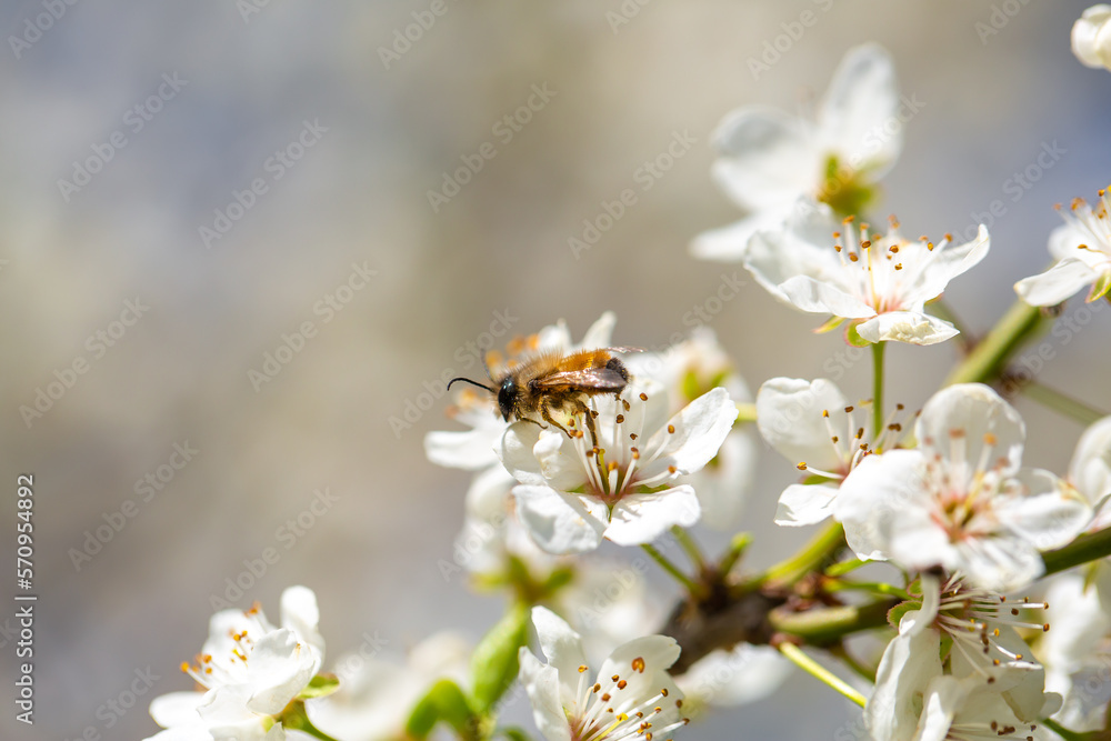 Bee on a flower of the white cherry blossoms. White flowers bloom in the trees. Spring landscape with blooming sakura tree. Beautiful blooming garden on a sunny day. Copy space for text. Bee on a flower of the white cherry blossoms. White flowers bloom in the trees. Spring landscape with blooming sakura tree. Beautiful blooming garden on a sunny day. Copy space for text.