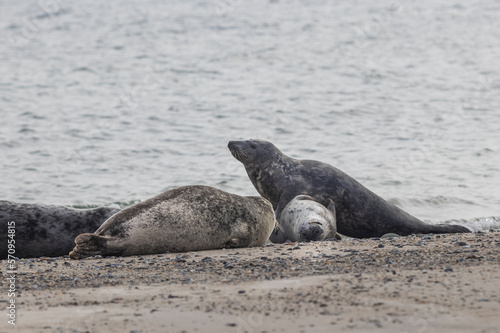 Phoca vitulina - Harbor Seal - on the beach and in the sea on the island of Dune in Germany. Wild foto.