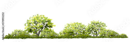 Vector watercolor of tree side view isolated on white background for landscape  and architecture drawing, elements for environment and garden, painting botanical for section and elevation 
