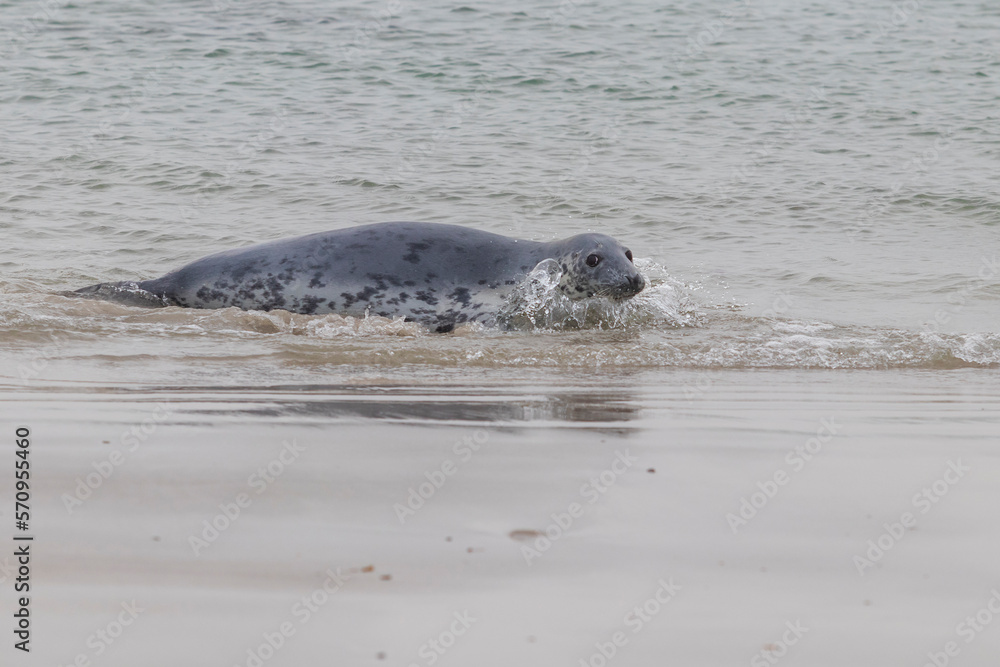 Fototapeta premium Phoca vitulina - Harbor Seal - on the beach and in the sea on the island of Dune in Germany. Wild foto.