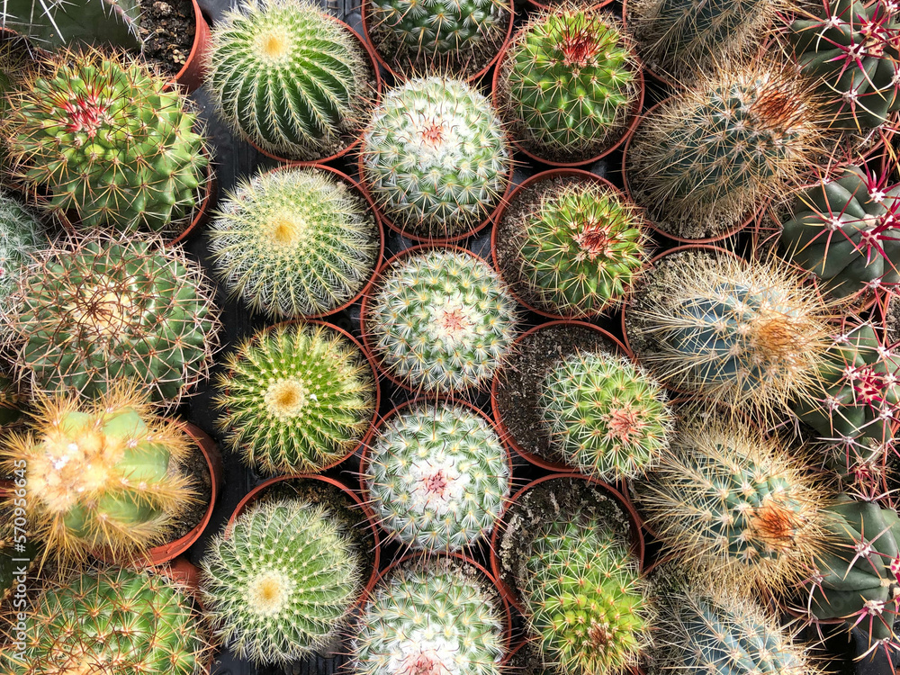 small cacti and succulent plants in cactus garden small cacti and succulent plants in cactus garden