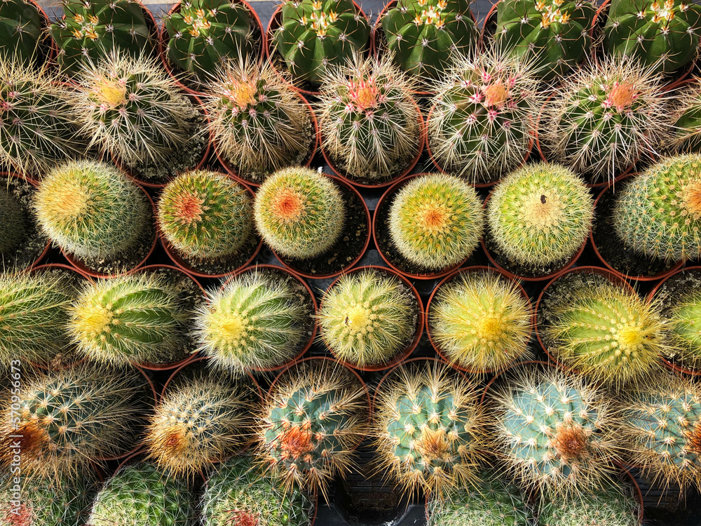 small cacti and succulent plants in cactus garden shop small cacti and succulent plants in cactus garden shop