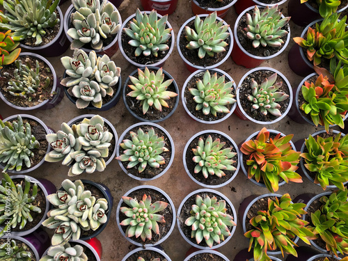 small succulent plants in garden shop