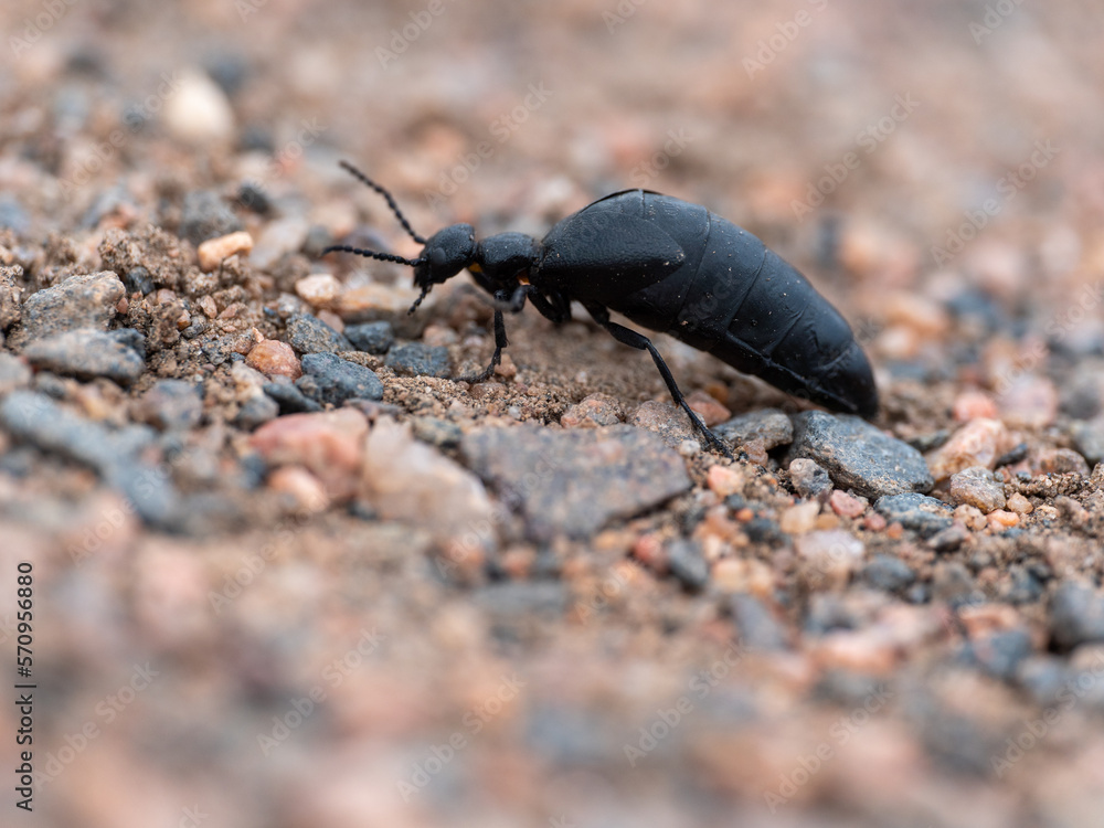 oil beetle on the ground oil beetle on the ground