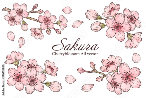桜の水彩風カットイラストセット　主線あり、ベクター