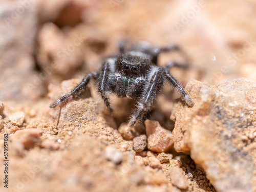 jumping spider on the ground