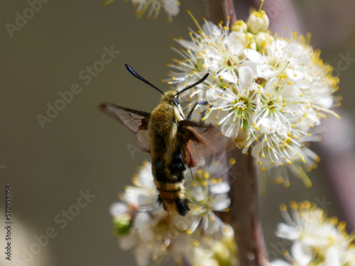 rocky mountain clearwing moth Hemaris thetis hummingbird moth on a cherry flower