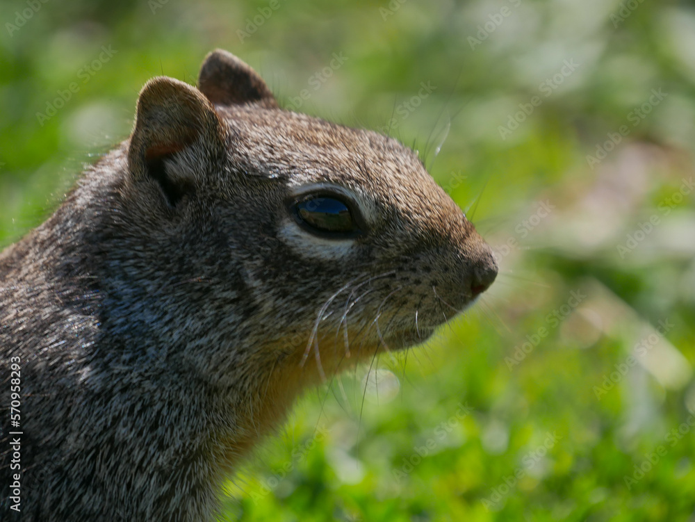 Rock Squirrel Otospermophilus variegatus in the park Rock Squirrel Otospermophilus variegatus in the park