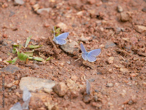western tailed-blue, Cupido amyntula, butterflies on the ground photo