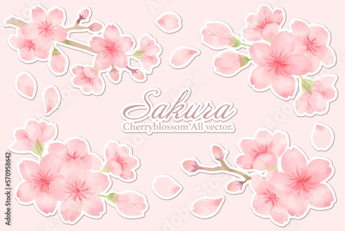 桜の水彩風カットイラストセット　白縁シール風　主線なし、ベクター