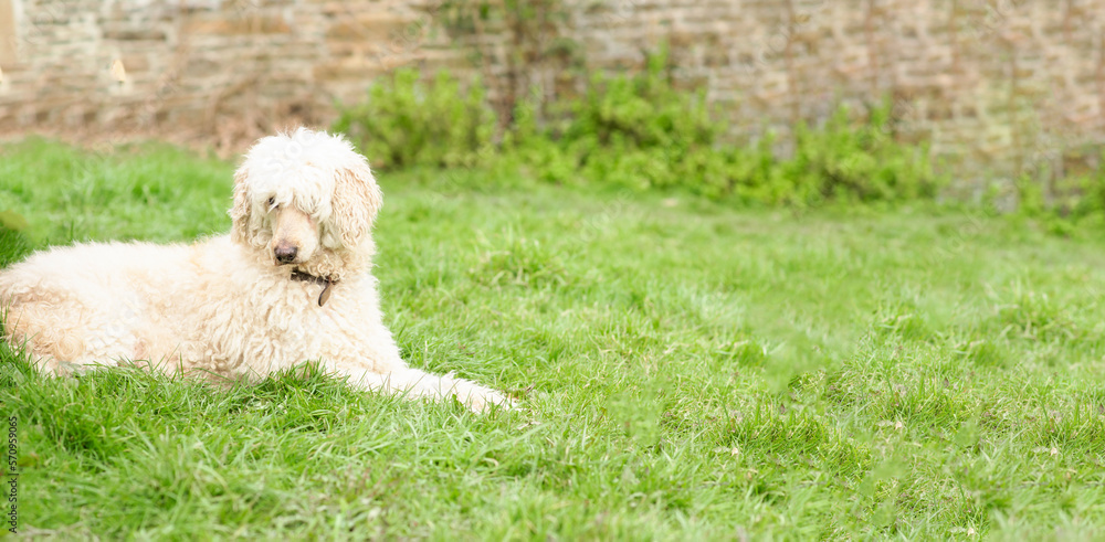 A large shaggy white dog lies on the green grass. The royal poodle is resting. Banner