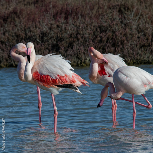  flamant rose - phoenicopterus roseus