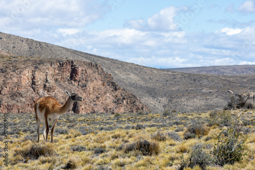Guanaco in the Parque Patagonia in Argentina, South America