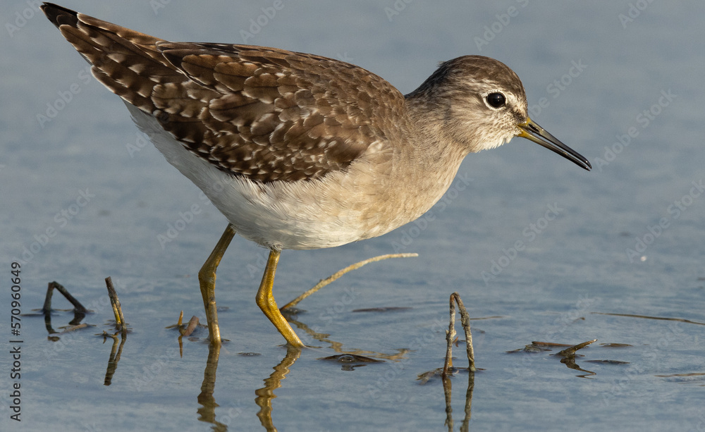 Closeup of a Wood Sandpiper at Asker marsh, Bahrain Closeup of a Wood Sandpiper at Asker marsh, Bahrain