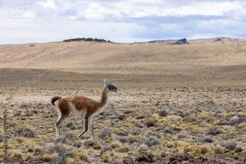 Guanaco in the Parque Patagonia in Argentina, South America